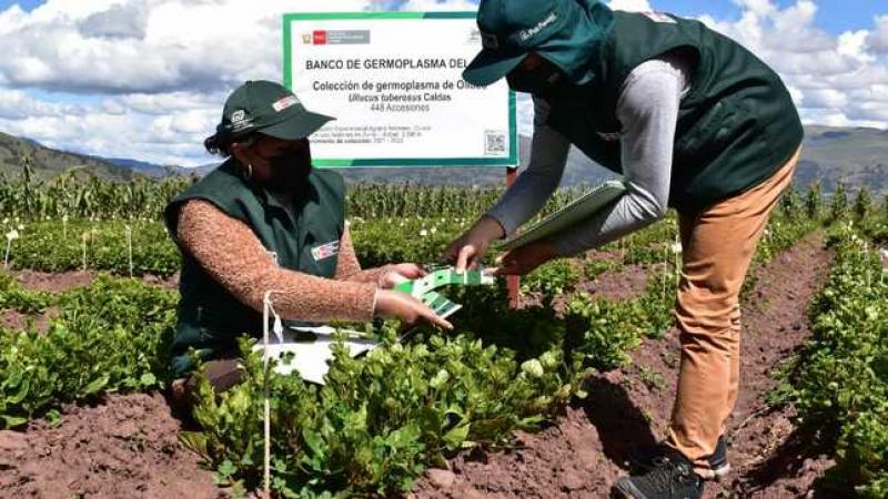 Caracterizan 448 accesiones del banco de germoplasma de olluco en Cusco
