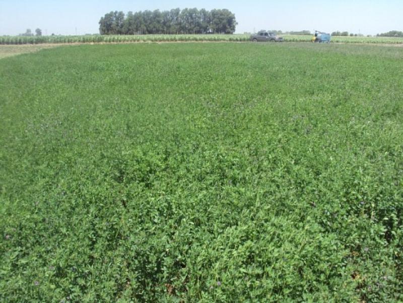 CÁRITAS  SEMBRARÁ 12 MIL HAS DE ALFALFA DORMANTE ESTE AÑO