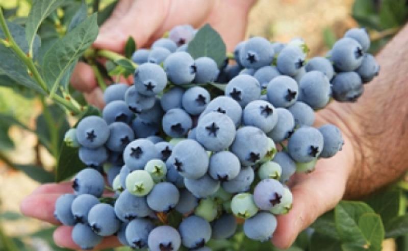 Carsol cultivará arándanos en Piura