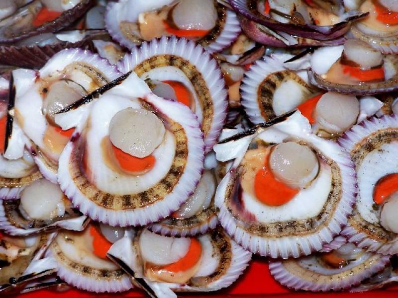 CASI EL 100% DE CONCHAS DE ABANICO FALLECIERON