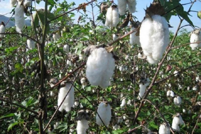 CCL: Ola de calor y lluvias perjudican al 30% de la producción de algodón
