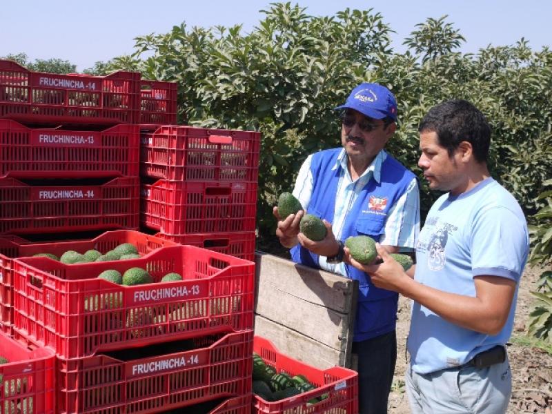 CERTIFICAN PLANTAS DE PROCESAMIENTO Y ÁREAS DE CULTIVO DE PALTA HASS Y CÍTRICOS EN ICA