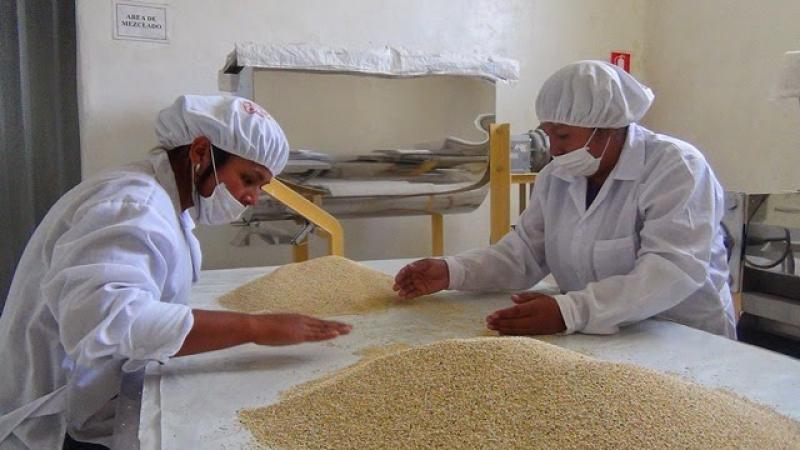 Chile: desarrollan concentrado proteico de quinua como alternativa alimenticia