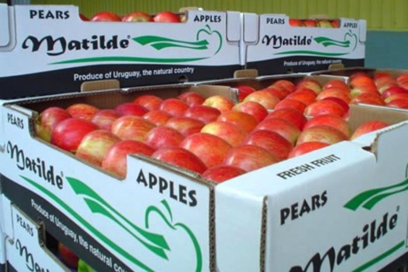 Chile fue el primer país exportador de fruta fresca a China en 2016