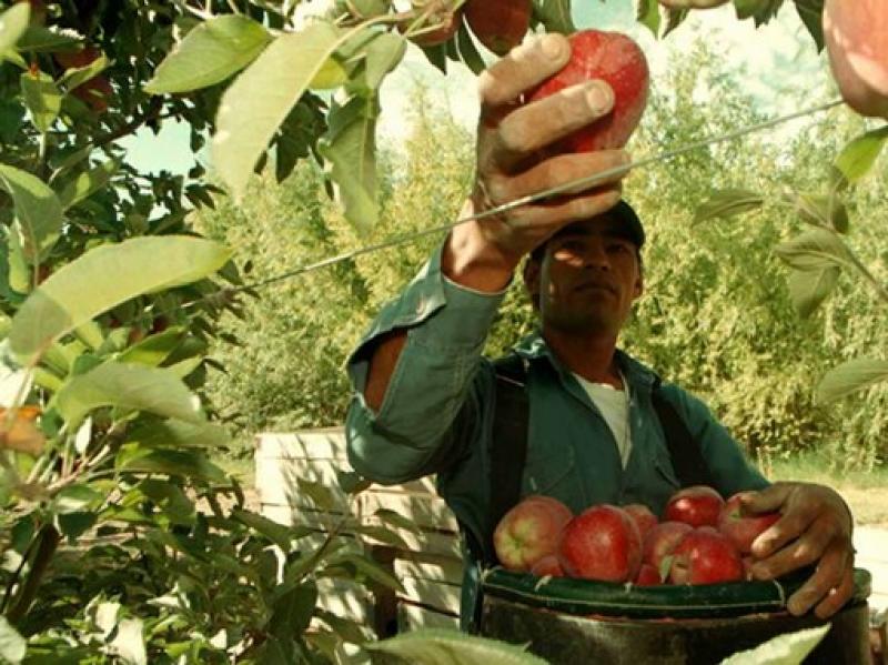 CHILE: LEY DE INMIGRACIÓN ALIVIARÁ DÉFICIT DE MANO DE OBRA SECTOR FRUTÍCOLA