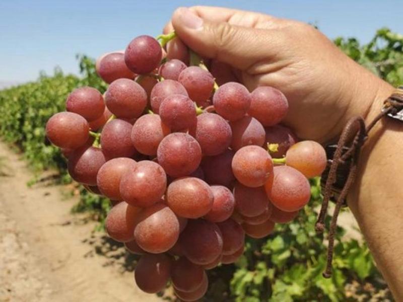 Chile: nuevas variedades de uva de mesa superan a las tradicionales en la campaña 2022/2023