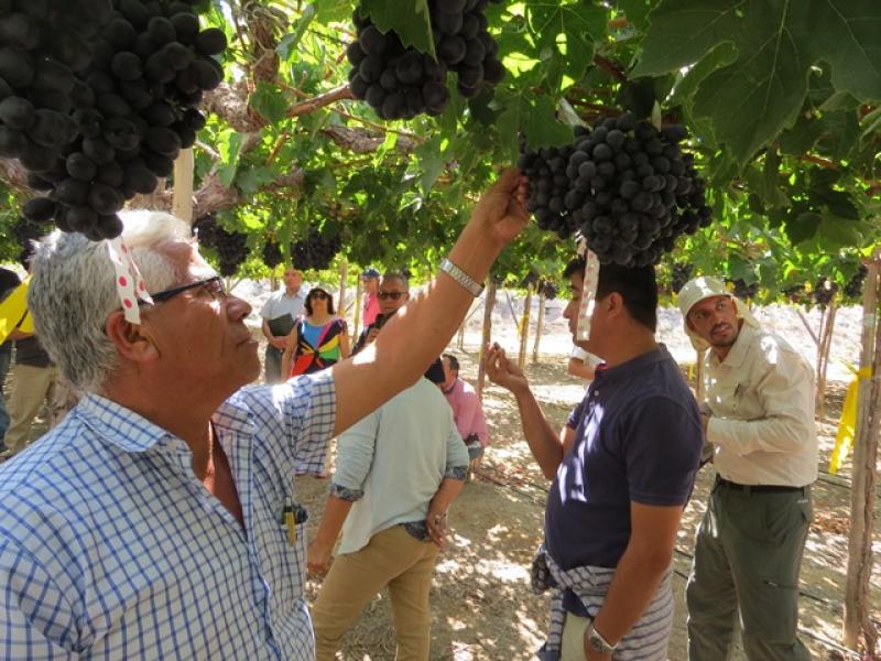 CHILE: PÉRDIDA DEL 5% DE UVAS SERÍA EL SALDO DE LAS INUNDACIONES