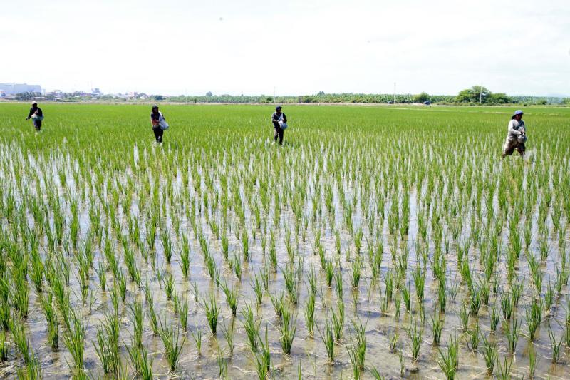 Chile podría ser destino para la sobreproducción peruana de arroz