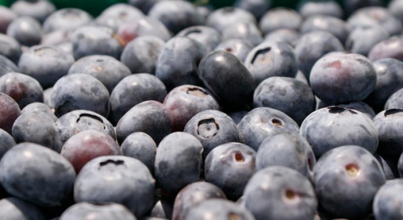 Chile potencia la presencia de sus arándanos en Europa