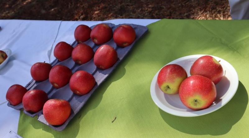 Chile: presentan avances de nuevas variedades de manzanas que apuntan al mercado chino y japonés