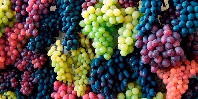 Chile y Perú cuentan con las mismas variedades de uva de mesa
