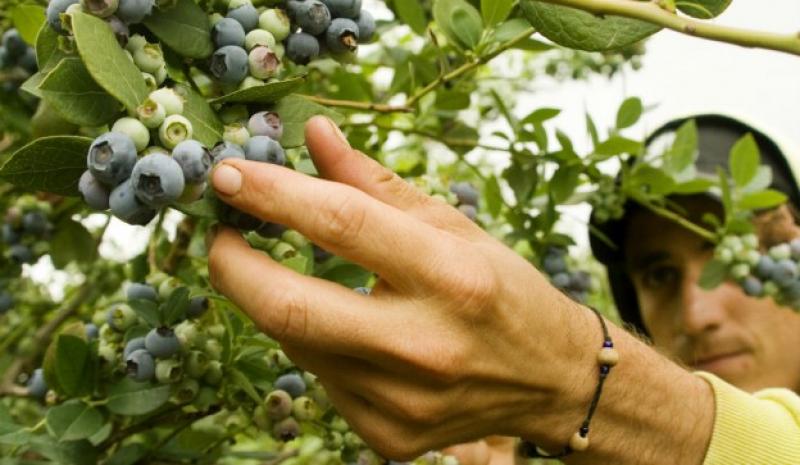 China abre las puertas de su mercado a los arándanos argentinos por primera vez