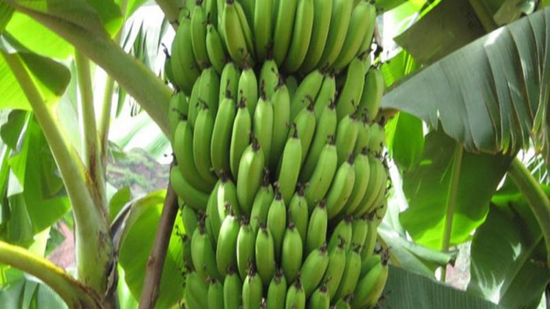 China desarrolló variedad de banano resistente al Fusarium Raza 4