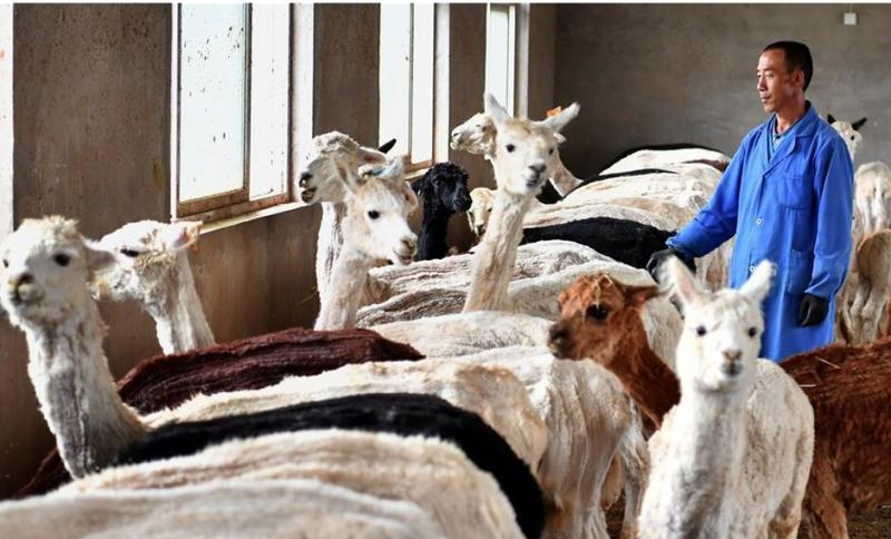 China empieza a exportar prendas de vestir de fibra de alpaca