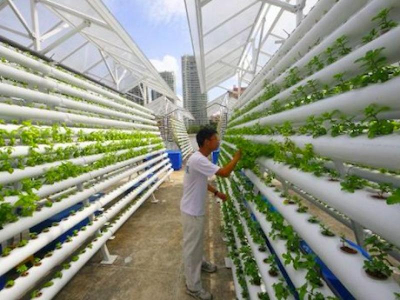 China encabeza la lista de seguridad alimentaria mundial