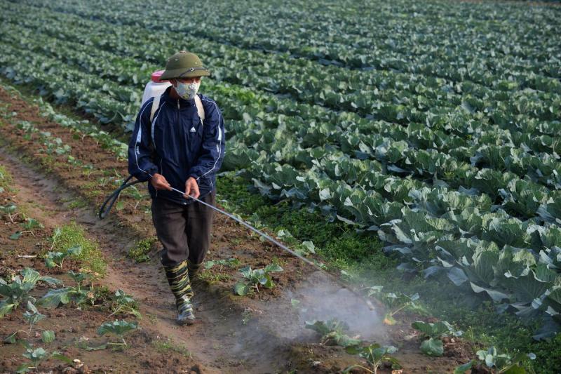 China reducirá un 10% el uso de pesticidas en frutas y hortalizas para el 2025