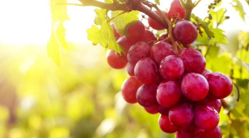 China se convertirá en el segundo país de destino de la uva de mesa peruana