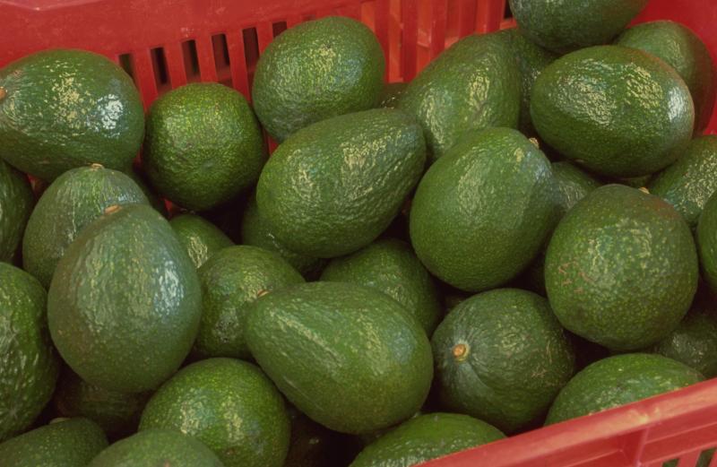 China se convierte en el sexto destino de la palta mexicana