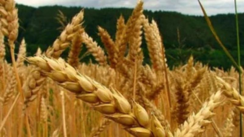 Cien países abastecieron de productos agropecuarios a Perú entre enero y julio de 2025