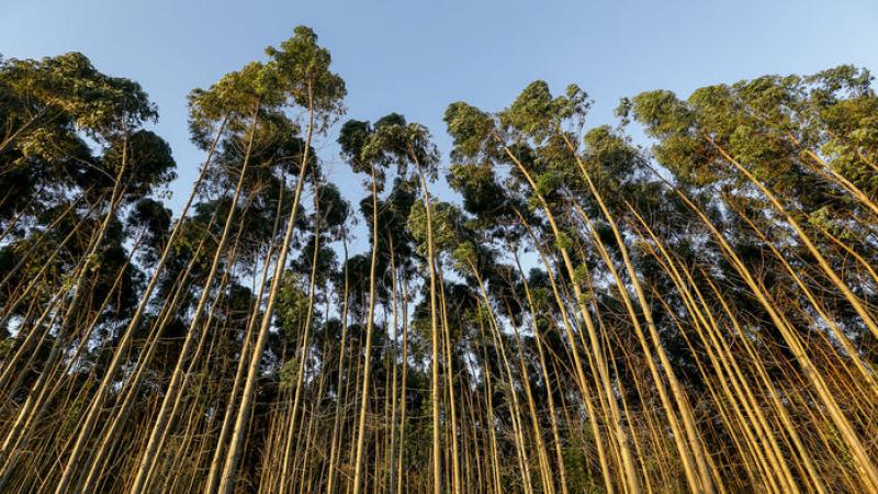 Científicos del sector forestal piden eliminar prohibición de árboles genéticamente modificados