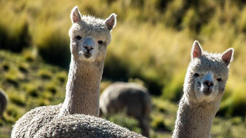 Científicos peruanos estudian la genética de alpacas para mejorar la calidad de su fibra