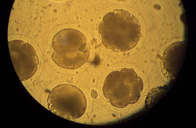 Científicos peruanos tras los primeros embriones de alpaca in vitro y criopreservados del mundo