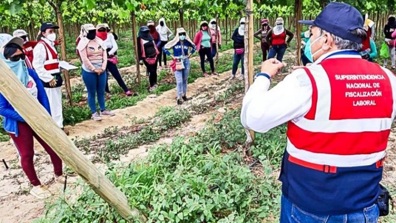 Cinco condiciones claves que los empleadores deben ofrecer a los trabajadores agrarios para su salud y seguridad