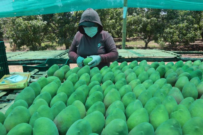 Cinco nuevas variedades de mango se suman a la campaña de exportación piurana