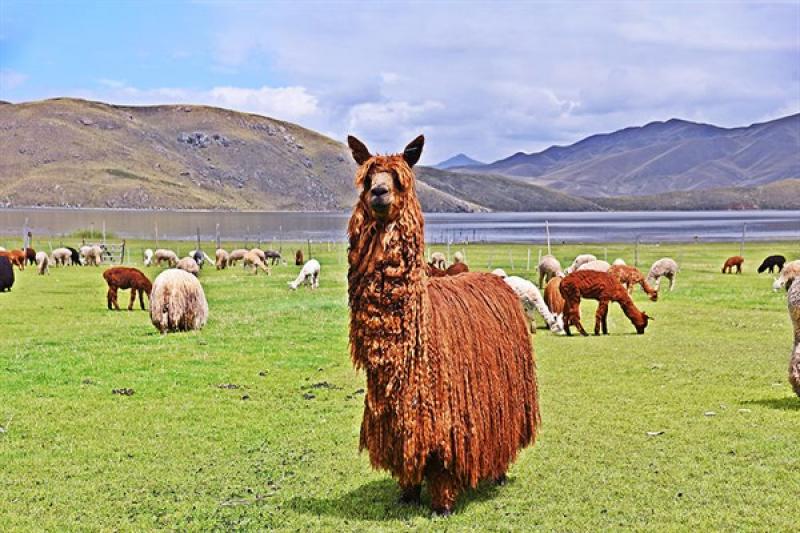 CIP Quimsachata es la mayor reserva genética de la alpaca de color del Perú y del mundo