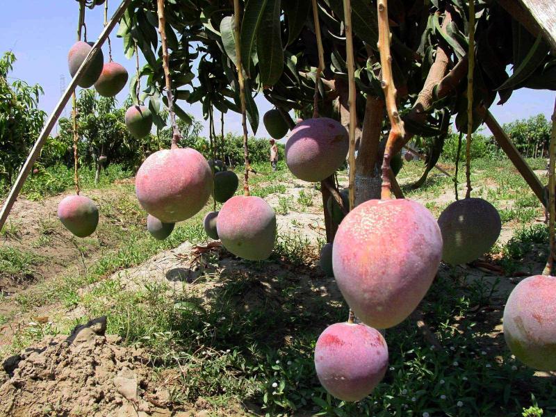 Clima favorece cultivos de arroz y mango en el norte y olivo en el sur