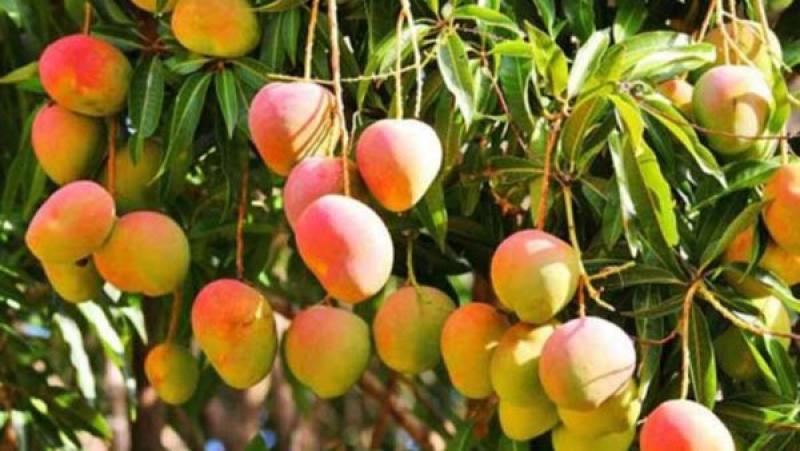 Clima favorecería cultivo de mango en el norte, pero afectaría al arroz