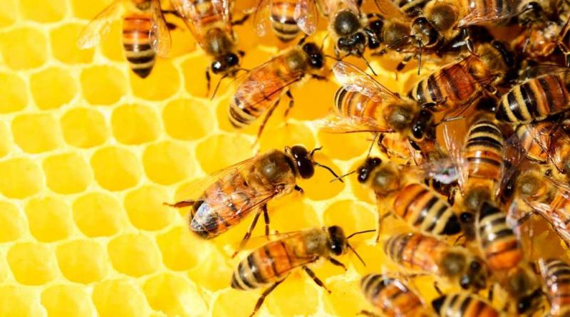 Colmenas de abejorros procedentes de Argentina aprobaron requisitos sanitarios