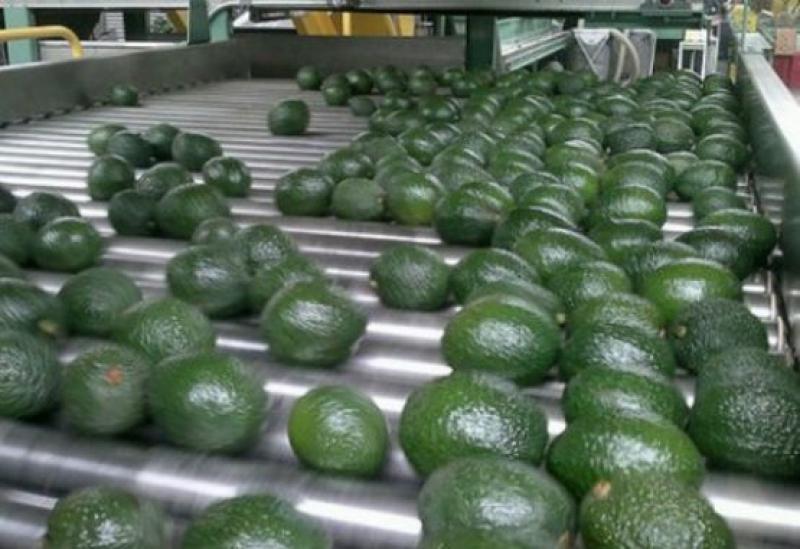 Colombia a punto de lograr el ingreso de sus paltas al mercado chino