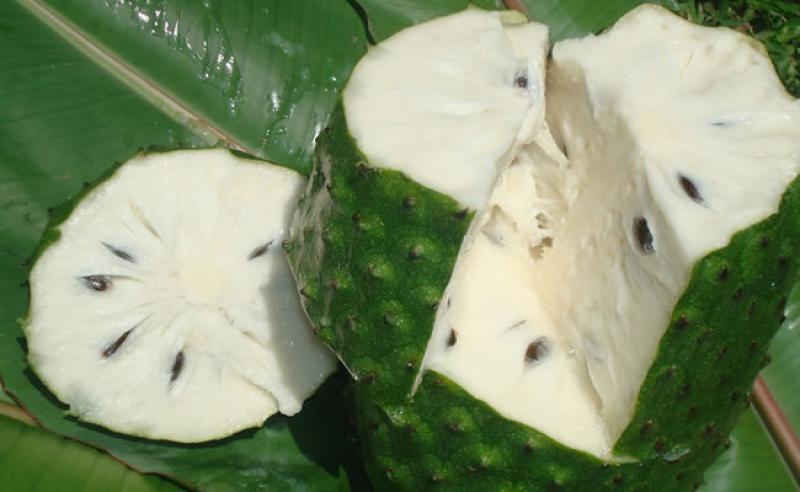 Colombia empieza a destacar con sus primeros envíos de guanábana a Europa