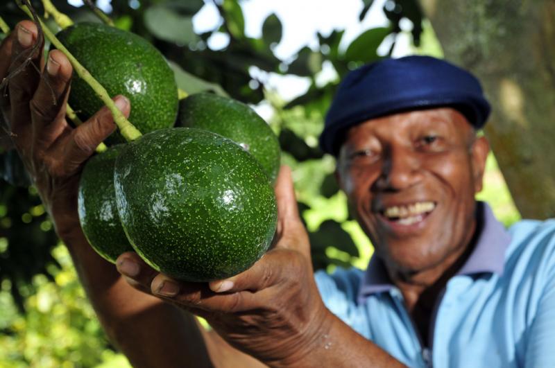 Colombia: exportaciones de palta crecieron en valor 241% el 2016