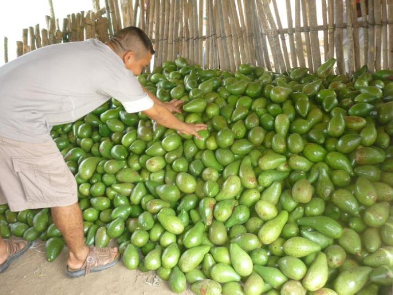 Colombia: las antiguas tierras de las FARC atraen a los productores de aguacate
