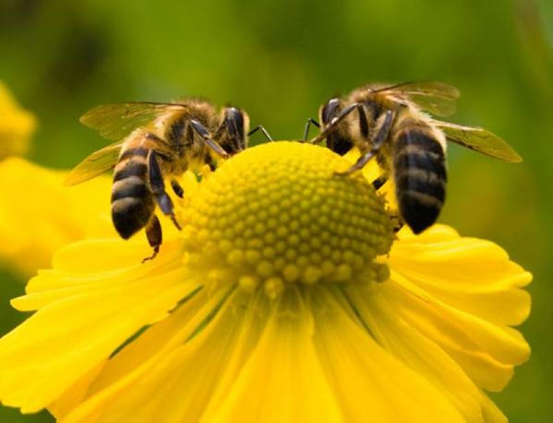 Colombia: presentan proyecto de ley para detener muerte masiva de las abejas