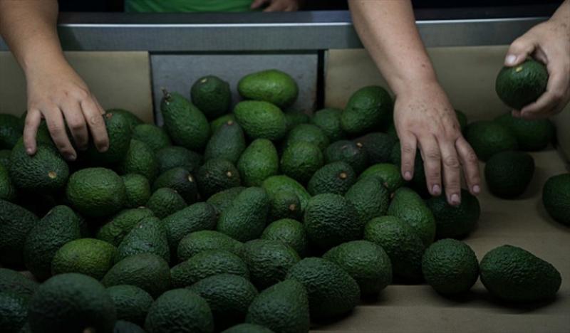 Colombia quiere seis mercados más para colocar sus paltas