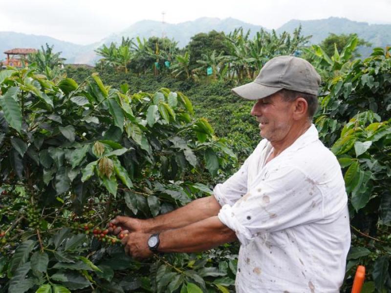 Colombia: valor de cosecha de café alcanzó récord de más de US$ 3.000 millones durante año cafetero que va de octubre 2021 a septiembre 2022
