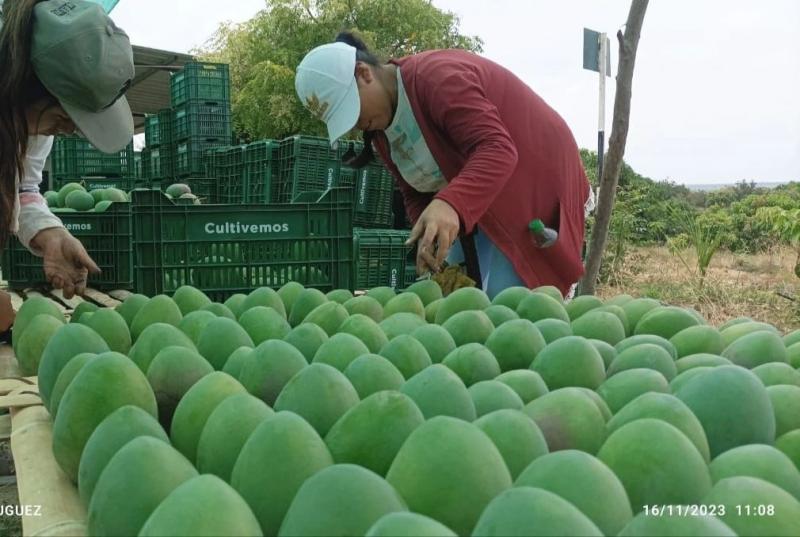 Comerciantes internacionales se preguntan cómo reaccionarán los clientes europeos con tan poco mango peruano y qué sucederá a futuro
