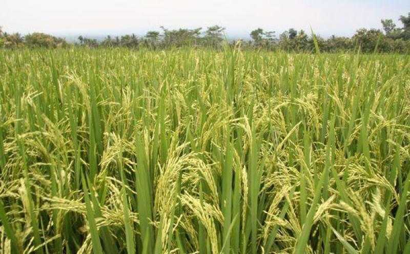 COMEX RECHAZA EL ESTABLECIMIENTO DE LÍMITES A LA PROPIEDAD AGRARIA