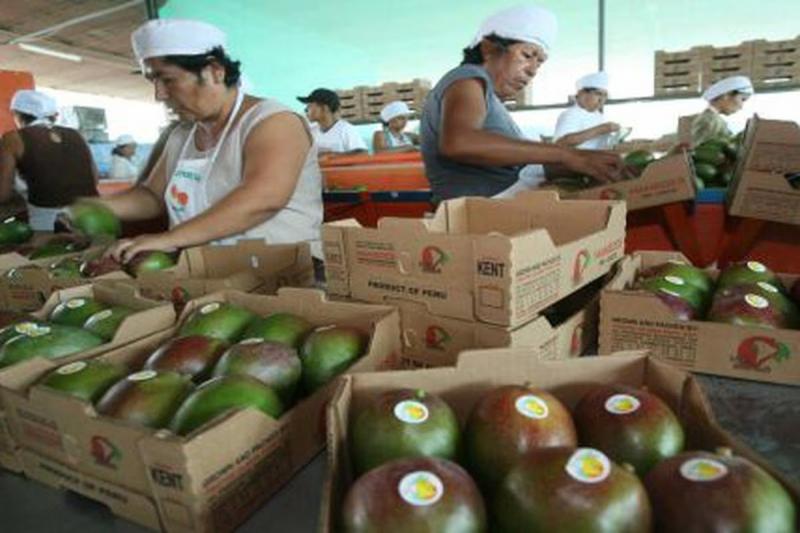 ComexPerú: mangos frescos lideran exportaciones peruanas vía aérea entre enero y abril de 2023