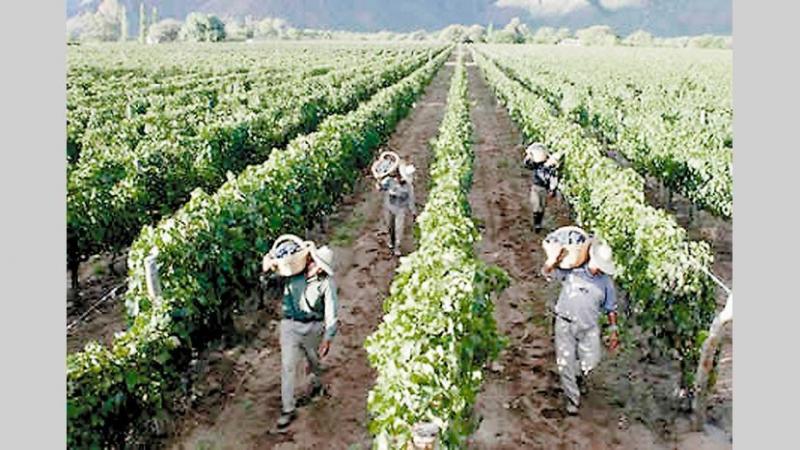 Comisión de Economía del Congreso aprueba sueldo básico agrario en S/ 1.116 mensuales