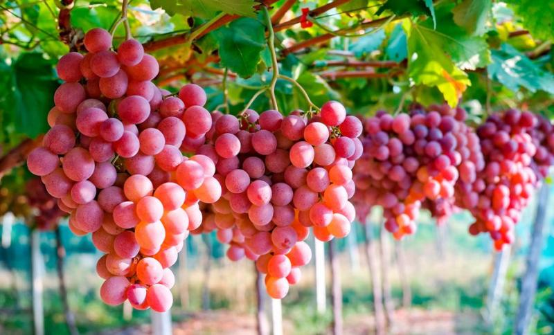 ¿Cómo afecta la guerra comercial los envíos de uva a EE.UU.?