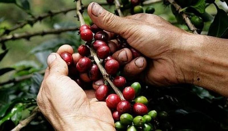 ¿Cómo han evolucionado los precios que se pagan a los productores de café entre 2016 y 2017?