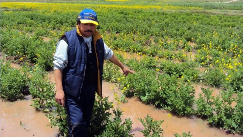 ¿Cómo impactará el fenómeno El Niño en la agricultura peruana?