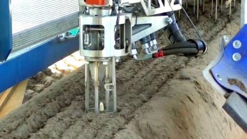 Cómo la muerte de un agricultor de espárragos en Holanda impulso la creación de una innovadora tecnología robótica