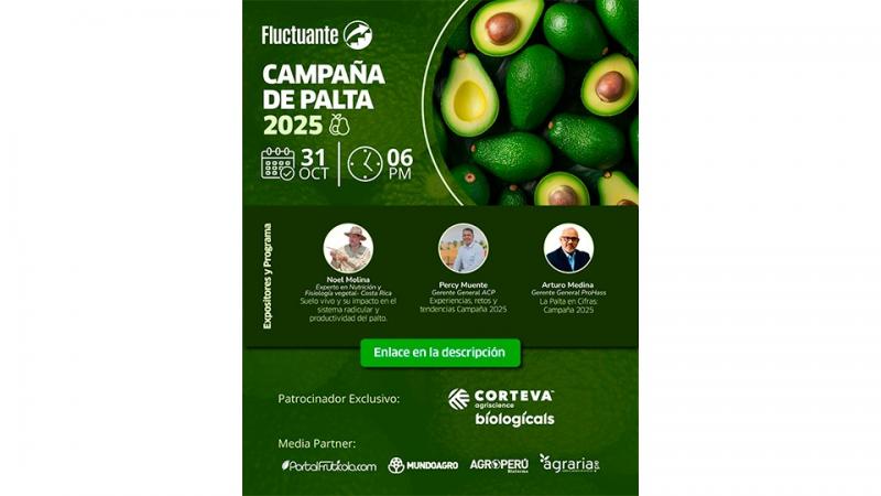 ¿Cómo le fue a la palta peruana en la última campaña 2025?