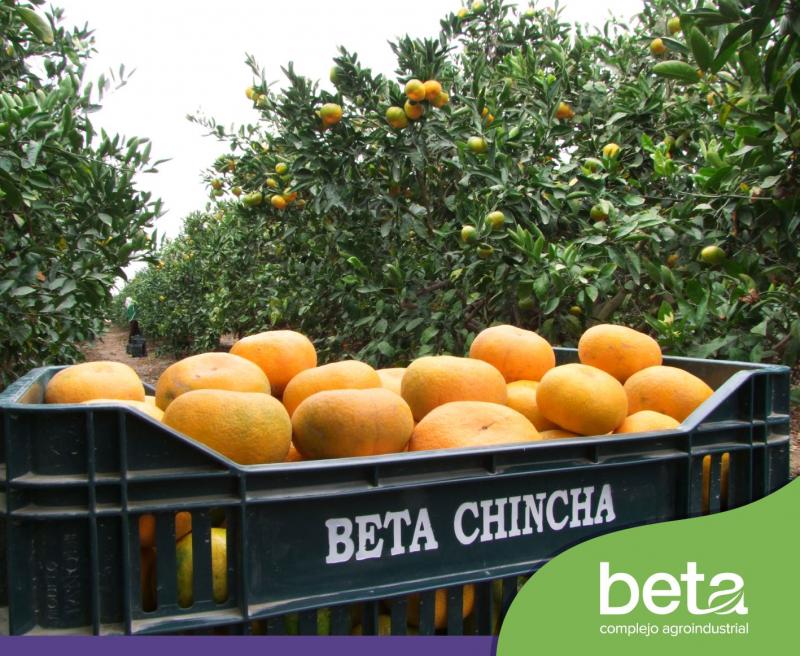 Complejo Agroindustrial Beta analiza cambiar de variedades de mandarinas