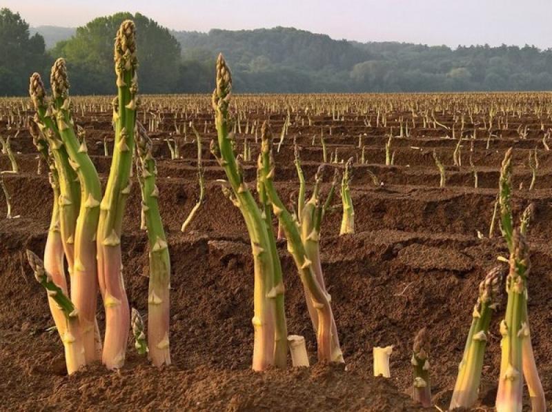 Complejo Agroindustrial Beta dejará de facturar US$ 10 millones en espárragos este año por la eliminación de 600 hectáreas de dicha hortaliza